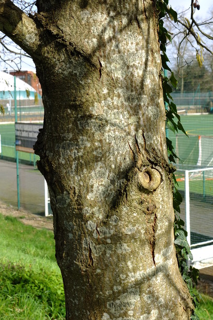 March close-up photo