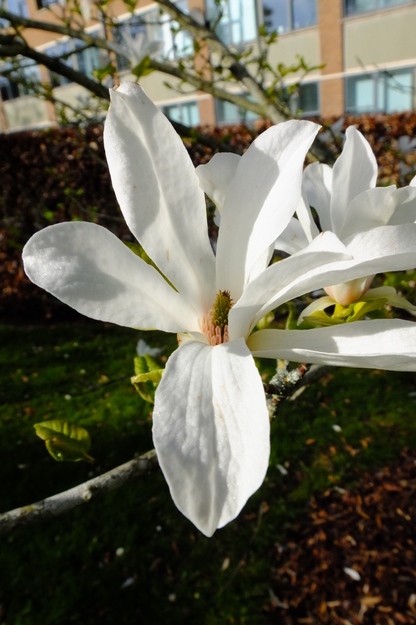 March close-up photo