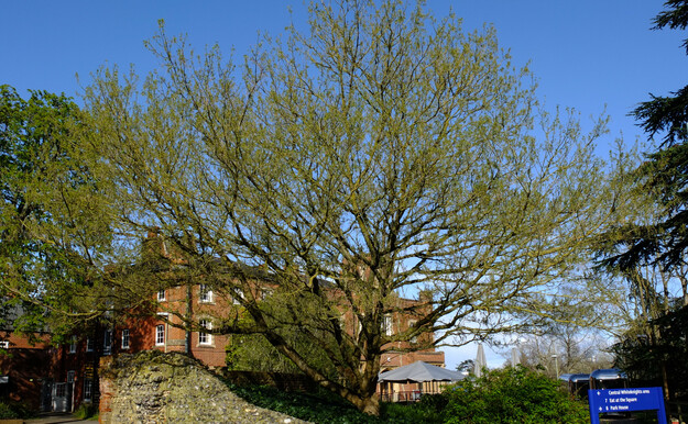 March tree photo