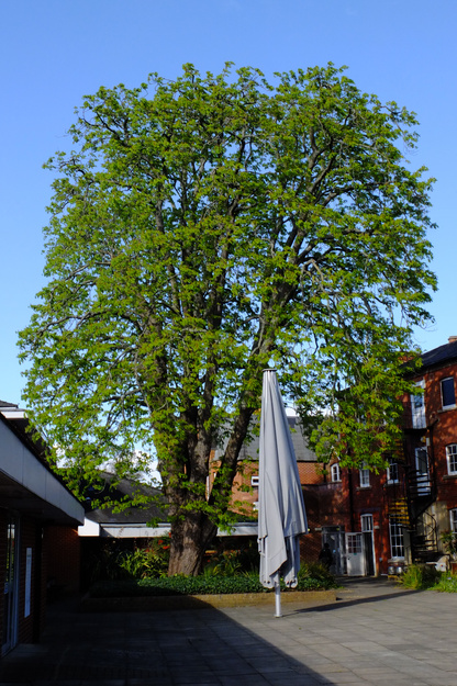 March tree photo
