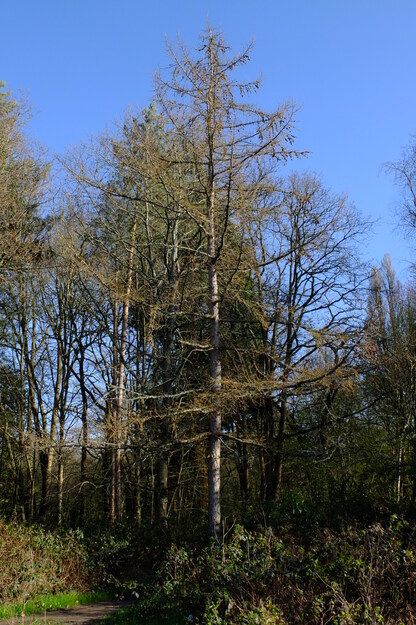 March tree photo