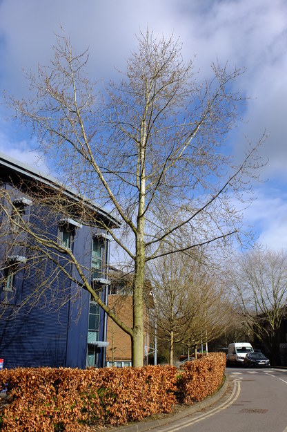 March tree photo
