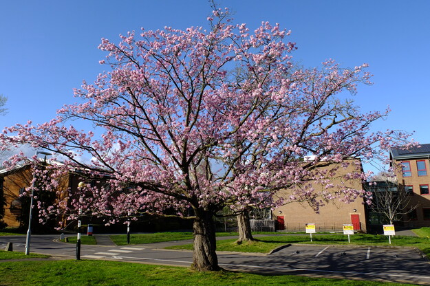 March tree photo