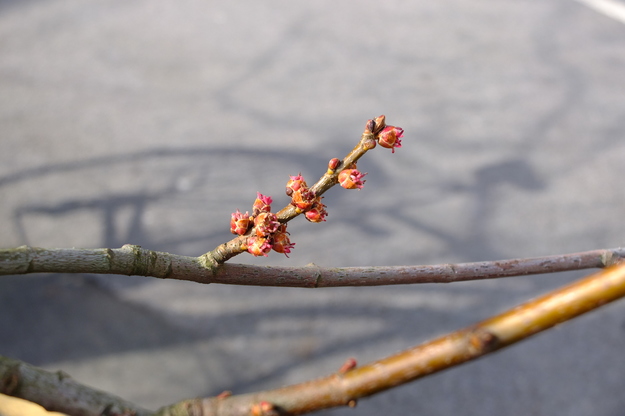 March close-up photo