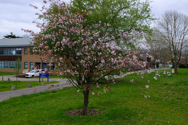 April tree photo