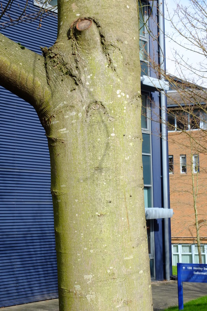 March close-up photo