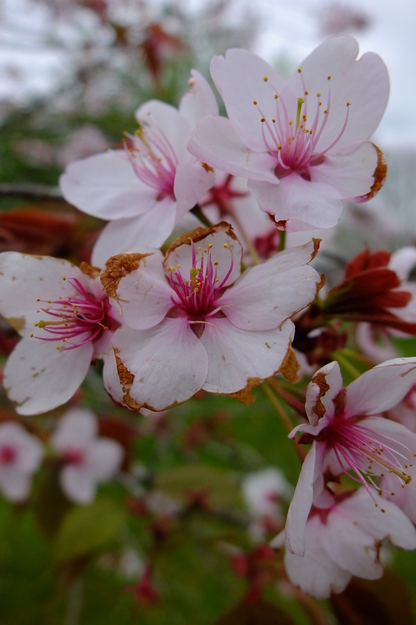 April close-up photo