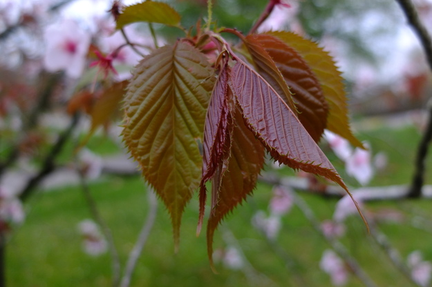April close-up photo