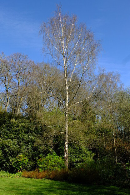 Photo of Betula pendula