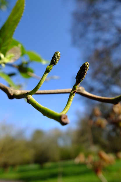 April close-up photo