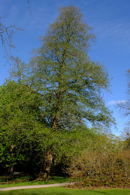 April tree photo
