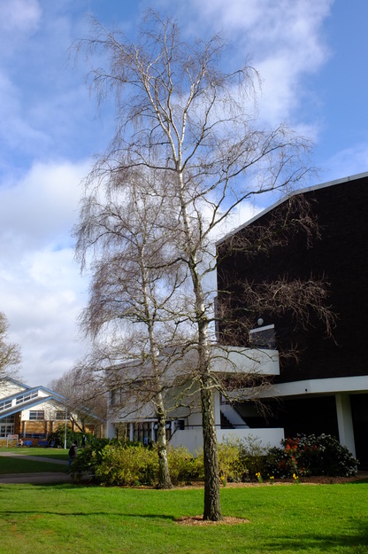 March tree photo