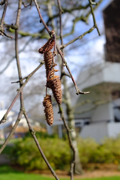 March close-up photo