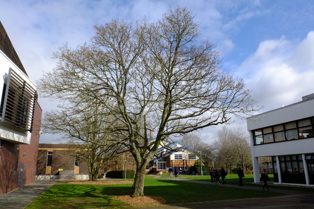 March tree photo