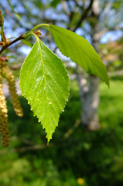 April close-up photo