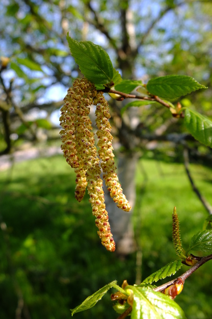 April close-up photo