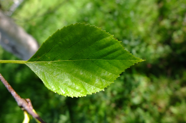 April close-up photo
