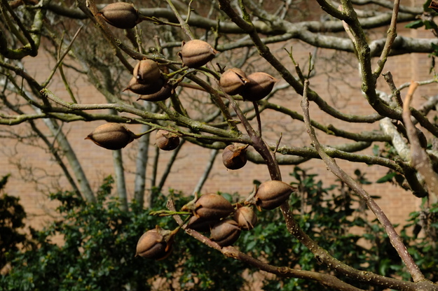 March close-up photo