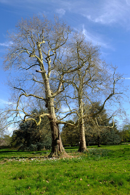 April tree photo