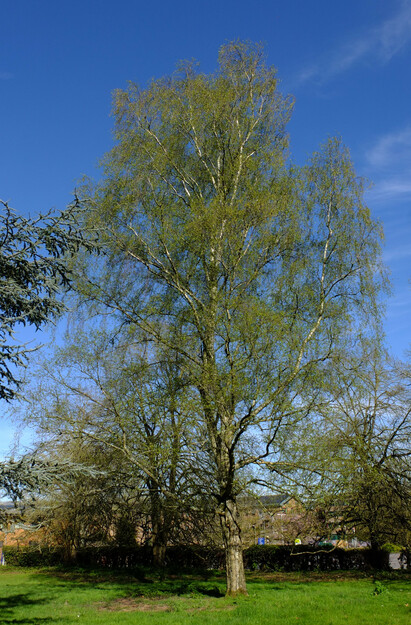 April tree photo
