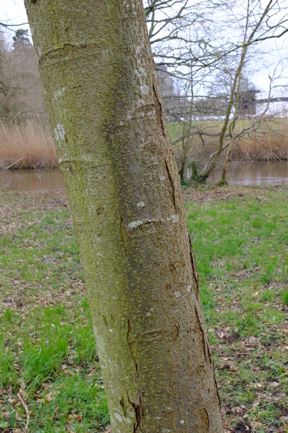 March close-up photo