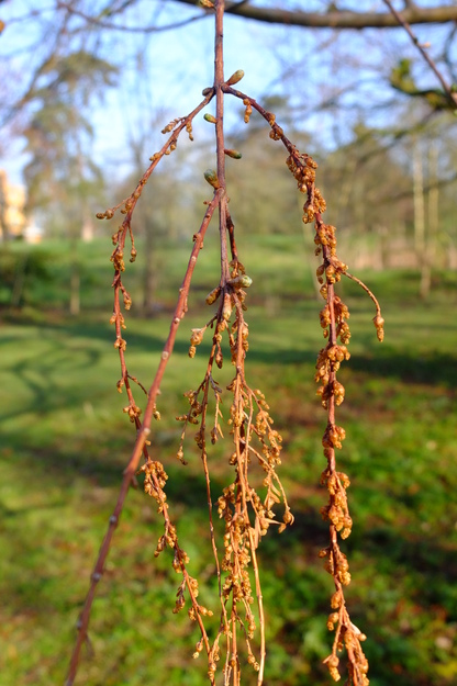 March close-up photo