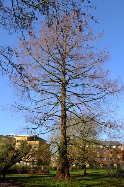 March tree photo