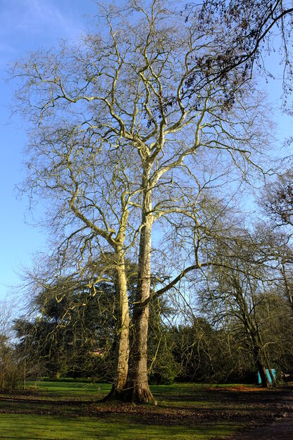 March tree photo