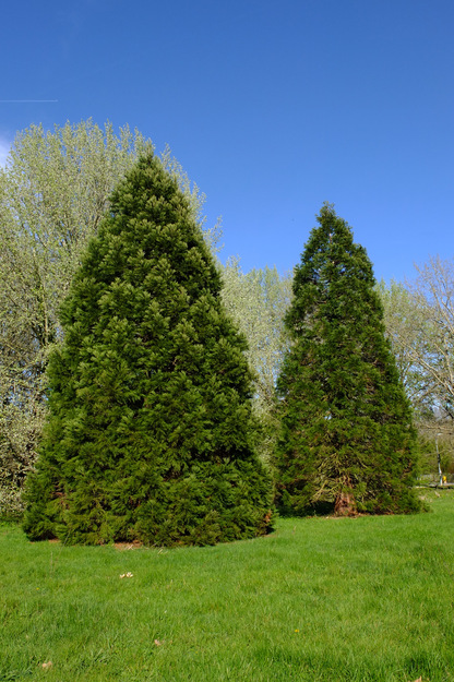 Park meadow tree photo