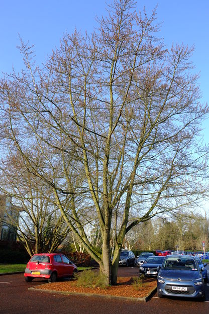 March tree photo