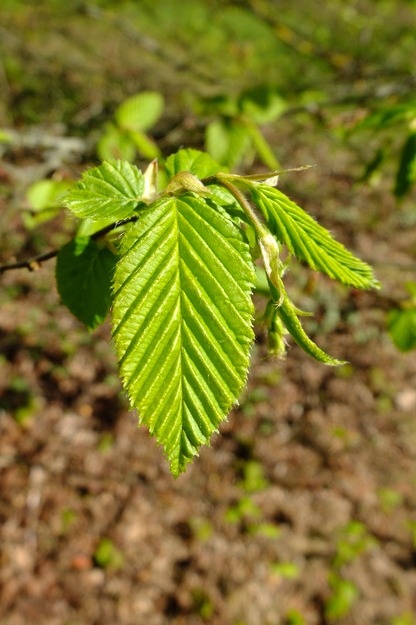April close-up photo