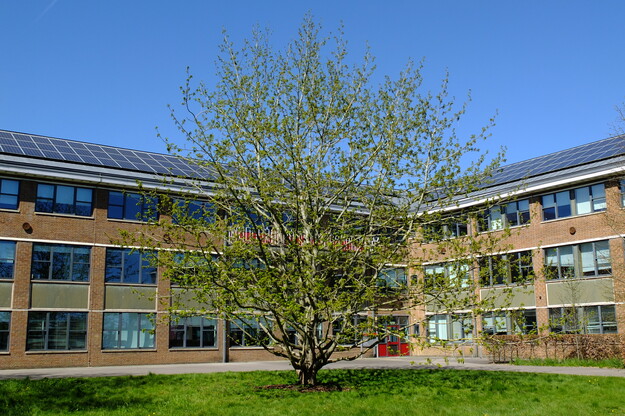 April tree photo
