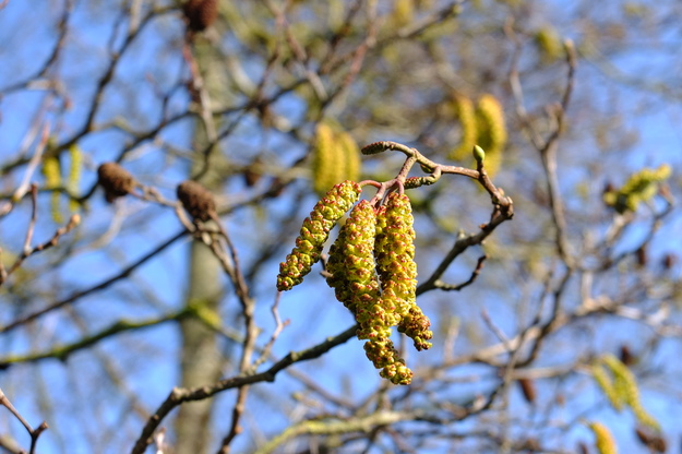 March close-up photo
