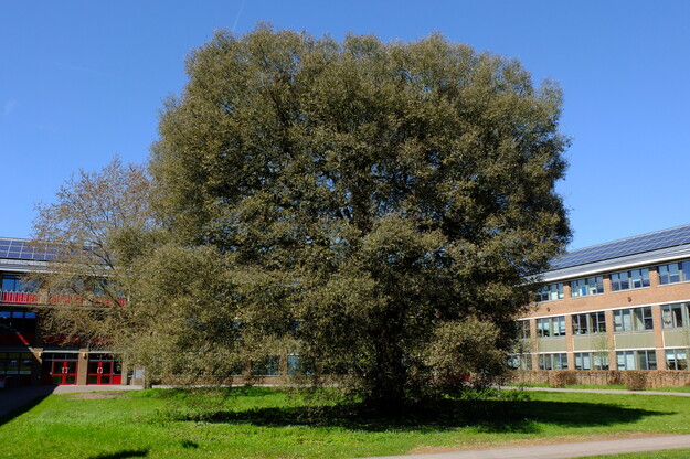 Edith Morley lawn tree photo