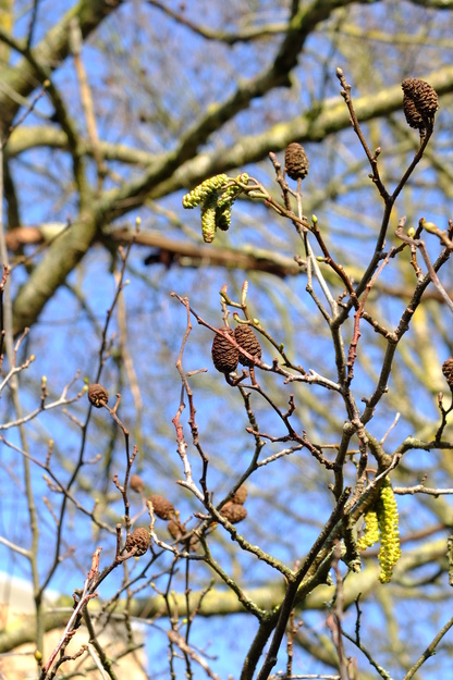 March close-up photo