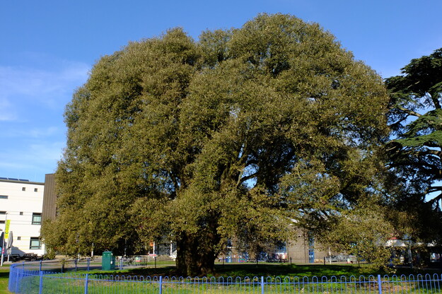 April tree photo