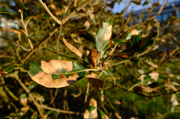 April close-up photo