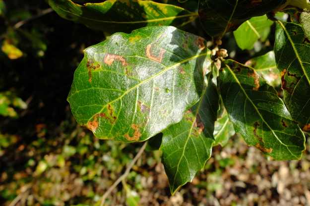 April close-up photo