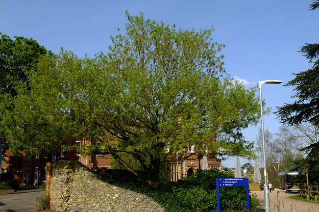 April tree photo