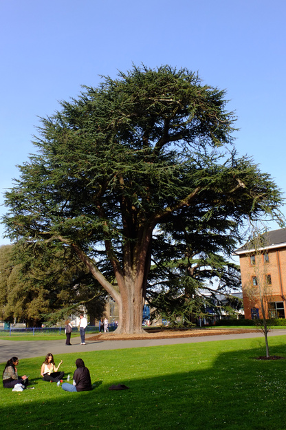 Palmer Quad tree photo