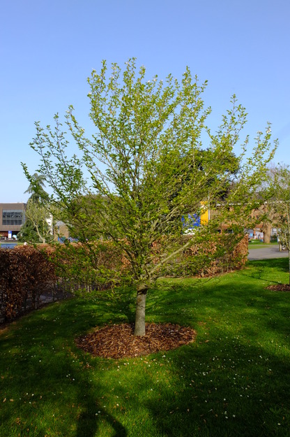 April tree photo