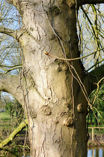 March close-up photo