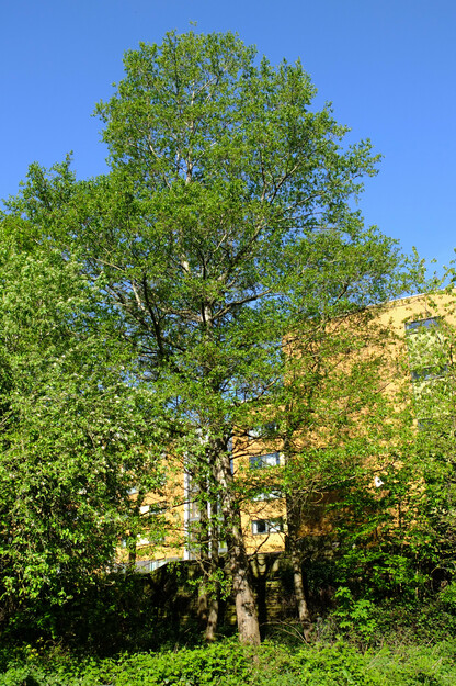 April tree photo