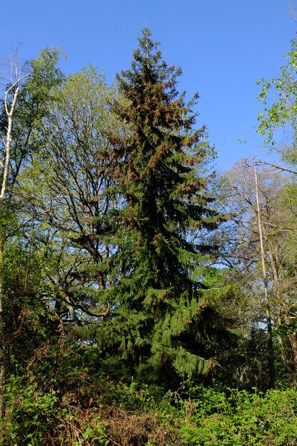 East lake wood tree photo