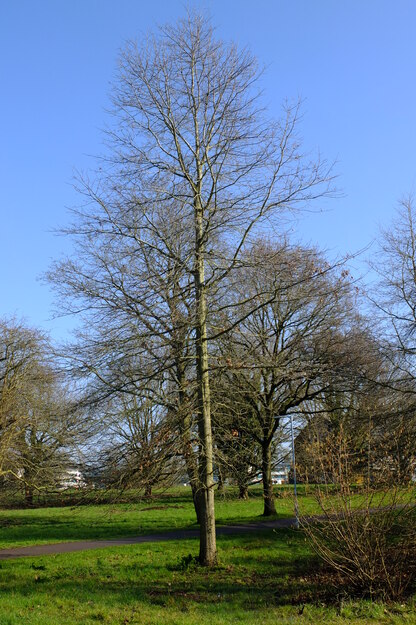 March tree photo