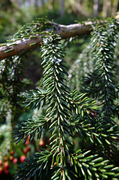 April close-up photo