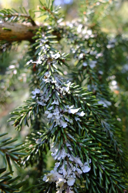 April close-up photo