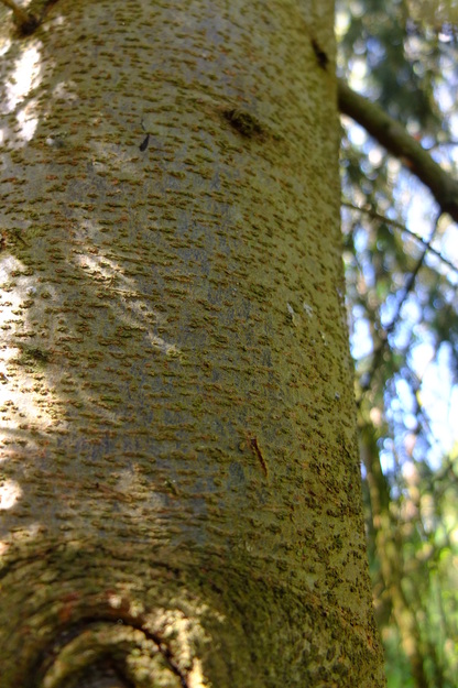 April close-up photo