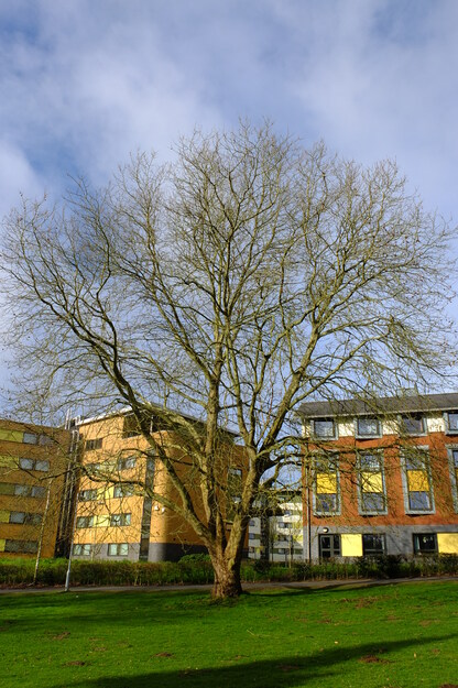 March tree photo