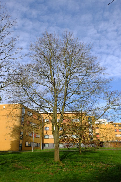 March tree photo